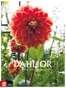 Dahlior